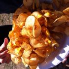 Kirchenspud (White Potato)